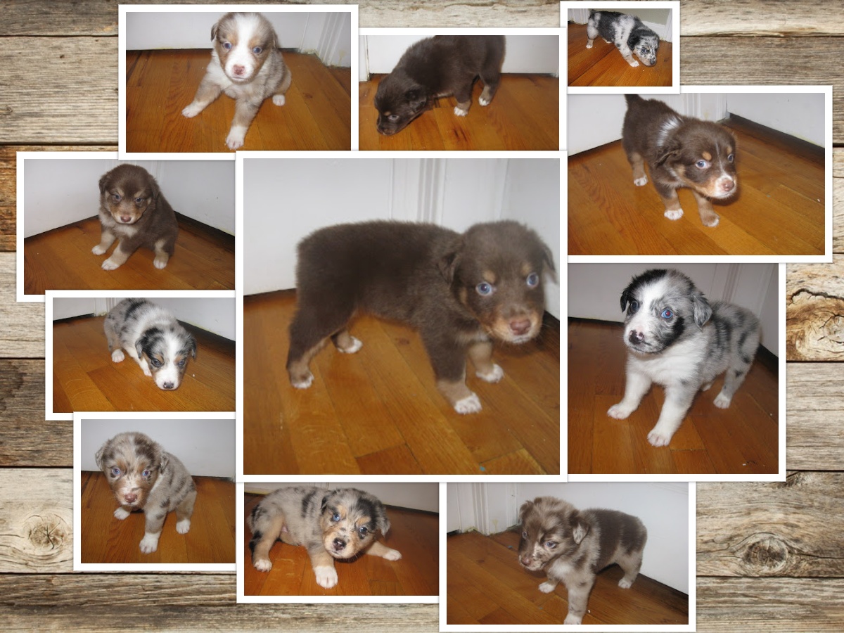 a litter of 11 Aussie puppies
